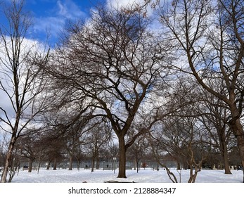 A Leafless Tree In Trinity Bellwoods Park In Toronto