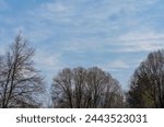leafless trees against a blue sky with clouds