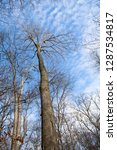 leafless trees below a blue winter sky with clouds in a wisconsin park