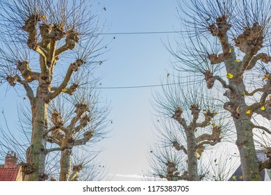 Leafless Trees With A Blue Sky On A Wonderful And Sunny Winter Day In The City Of Bruges Belgium