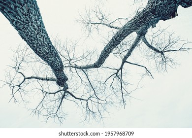 Leafless trees branches against the sky on a foggy day. Bottom up view. Tree crowns. Tall trees. Natural scenery. Black and white photography.