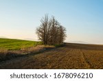 Leafless trees in the field in the spring
