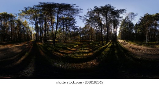 Leafless Trees Forest Winter Hdri Panorama Stock Photo 2088182365 