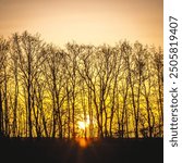 leafless trees near an empty field, against the backdrop of a bright orange sunset and bright sun