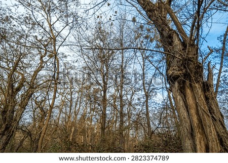 Leafless trees on a cold winterday