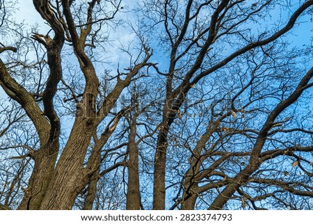 Leafless trees on a cold winterday