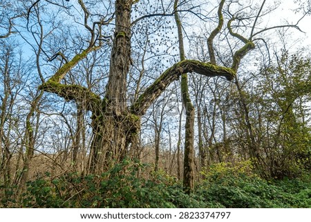 Leafless trees on a cold winterday