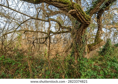 Leafless trees on a cold winterday