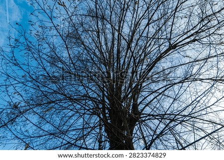 Leafless trees on a cold winterday