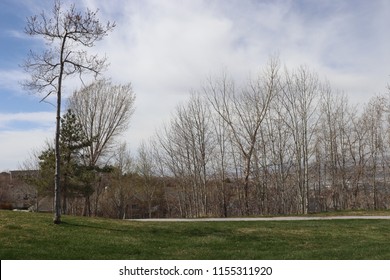 Leafless trees in a park near Salt Lake City Utah