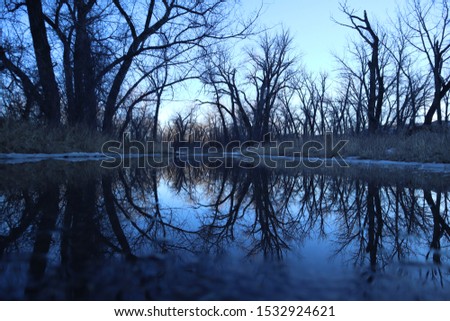 Leafless Trees Reflected In Puddle Of Water 