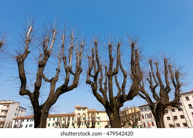 Leafless trees in the spring before flowering in an Italian city, Tuscany, Pistoia, Italy - Powered by Shutterstock