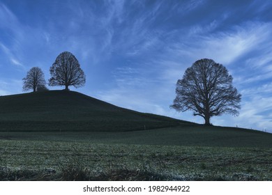 Leafless trees in spring on a Swiss alpine pasture, landscape