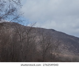 Leafless trees stand in the foreground of a quiet mountain landscape, their branches silhouetted against a softly lit hillside and overcast sky. Muted tones and gentle light create a calm, atmospheric scene that reflects late autumn or early winter conditions. The image captures natural stillness, seasonal transition, and the subtle beauty of a forested mountain environment.