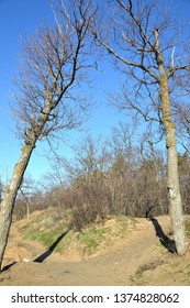 Leafless trees and their shadow on a sandy high cliff