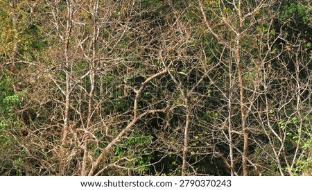 Leafless trees in the wild.