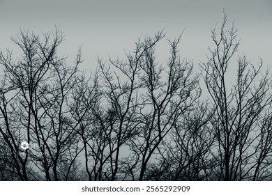 Leafless trees in winter. The leafless tree branches in the early morning mist - Powered by Shutterstock