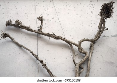 leafless vine in the winter