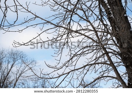 leafless winter tree branches interweave against a soft pale blue sky with wispy clouds, a snow-dusted textured trunk at right, creating a quiet, crisp, cold late-winter atmosphere, composition