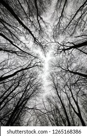 Leafless Winter Trees. Black And White Picture. View From Below In To The Leafless Tree Crowns. Winter Landscape Without People. Foggy And Cloudy Weather. Black Trees From Worm's Eye View. 