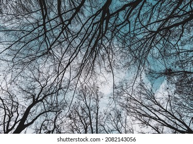 Leafless Winter Trees. Black And White Picture. View From Below In To The Leafless Tree Crowns. Winter Landscape Without People. Sunny Weather With Blue Sky. Black Trees From Worm's Eye View.