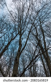 Leafless Winter Trees. Black And White Picture. View From Below In To The Leafless Tree Crowns. Winter Landscape Without People. Sunny Weather With Blue Sky. Black Trees From Worm's Eye View.