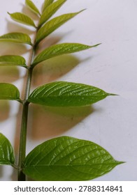 The leaflets are positioned oppositely along the stem, culminating in a single terminal leaflet at the very top.