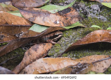 a leaf-like frog