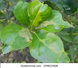 175 Citrus leafminer Images, Stock Photos & Vectors | Shutterstock