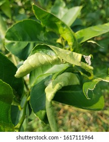 175 Citrus leafminer Images, Stock Photos & Vectors | Shutterstock