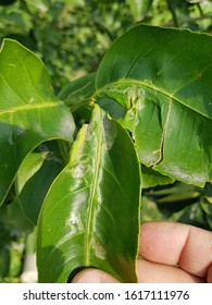 175 Citrus leafminer Images, Stock Photos & Vectors | Shutterstock