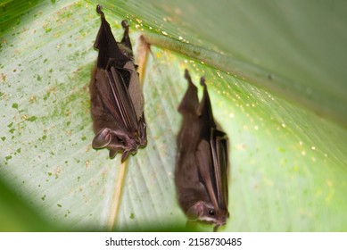 Leaf-nosed bat under a leaf  Exotic bats in the jungle  in Central America, Costa Rica