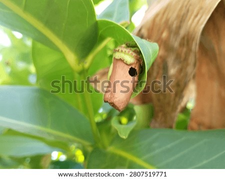 Leaf-Rolling Caterpillar Hiding in Rolled Leaf on Plant