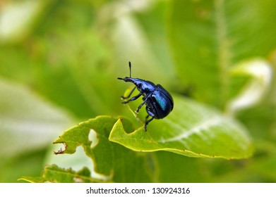 Leaf-rolling weevil