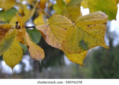 Leafs