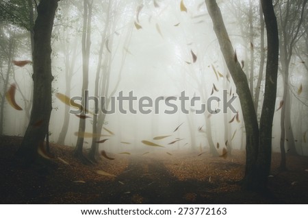 leafs blown by wind in misty forest