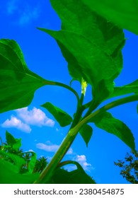 Leafs and the blue sky creative shot by me