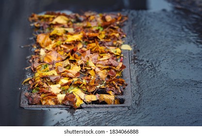 Leafs Clogs Water Drainage. Autumn Foliage Clogged Storm Drain, Sewer. Street Water Drain Blocked With Leaves. Debris Blocks Rainwater Runoff, Clogged Sewer  Flooding Across Road After Rain