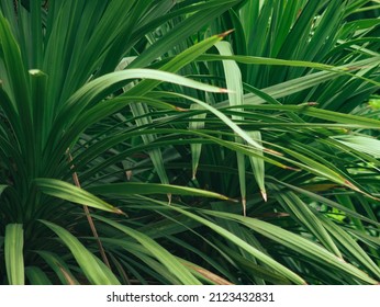 Leafs Of A Common Screwpine Tree