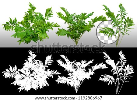 Leafs of fern plant isolated on a transparent background via an alpha channel of great precision. Bush of lush green leaves. High quality mask  for professional composition.