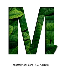 Leafs Font M Made Of Real Alive Leafs With Precious Paper Cut Shape Of Font. Leafs Font.