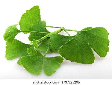 Gingko Biloba Images Stock Photos Vectors Shutterstock