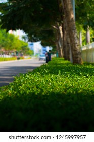 Leafs and grass