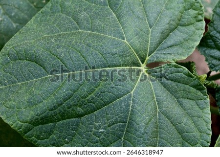 The Leaf's Secret Circuitry: A Revealing Macro Study of Nature's Liquid Superhighways.