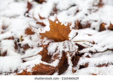 Leafs in the snow