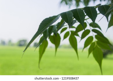 Leafs in wild
