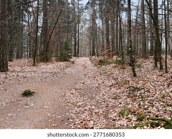 Leafstrewn path through dense pines, gentle incline with packed dirt, sparse undergrowth and cool overcast