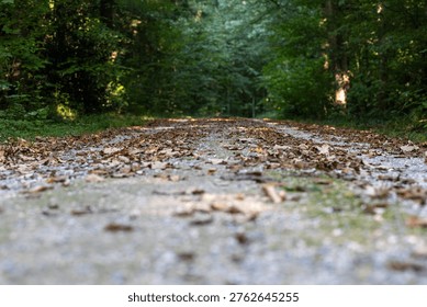 Leaf-strewn path winds through dense forest. Sunlight filters through tall green trees. Quiet atmosphere invites peaceful exploration. Ideal for nature retreat, forest walk, or autumn scenes