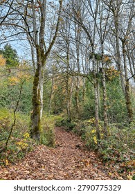 A leaf-strewn path winds through a forest