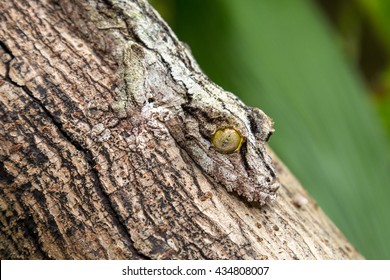 Leaf-tailed Gecko, Mimicry, Uroplatus Fimbriatus, Madagascar